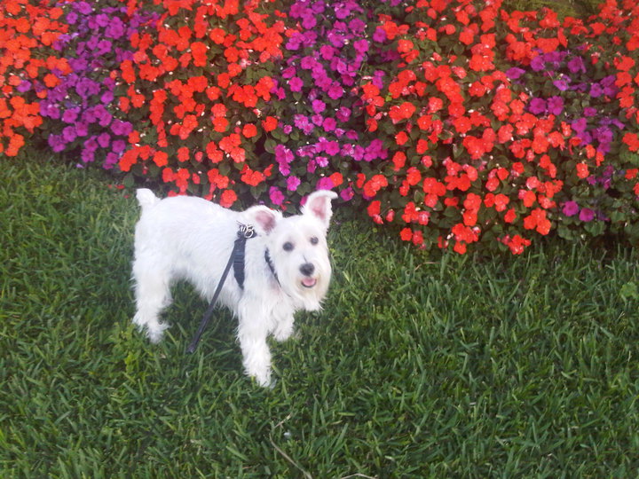 29652_1451020077616_1296670375_1239870_4435059_n