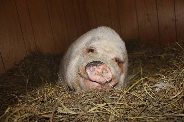Tabra Pigdraba, the special needs pig